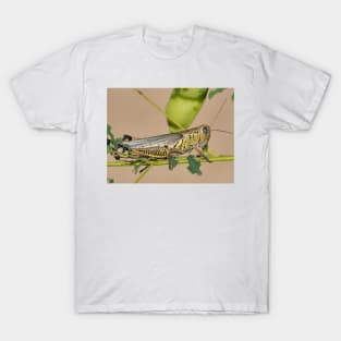 Differential grasshopper (Melanoplus differentialis) T-Shirt